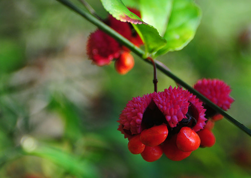 The orange, purple, and shocking pink fruit capsule of hearts-a-bustin'