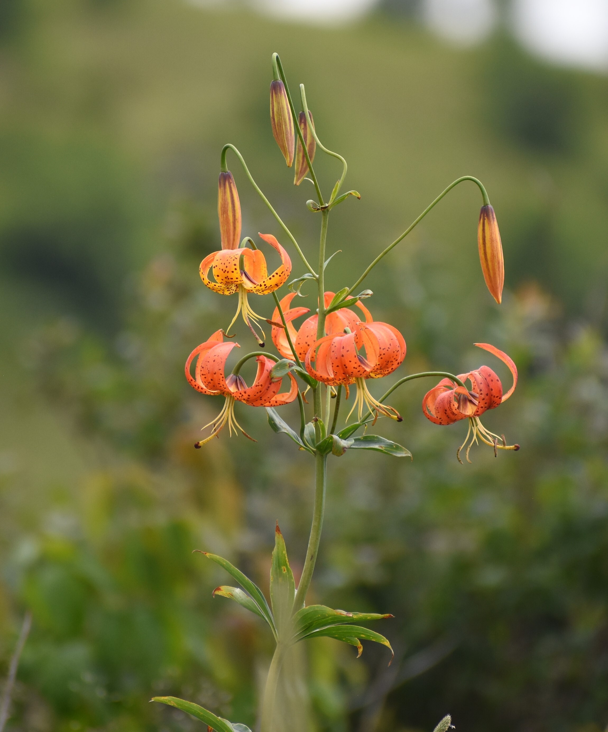 Yellow straw-like stamens based from curled spotted orange petals.