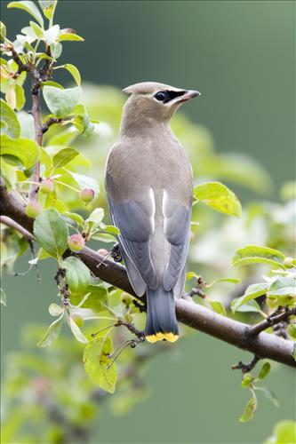 Cedar waxwing in Cuyahoga Valley National Park