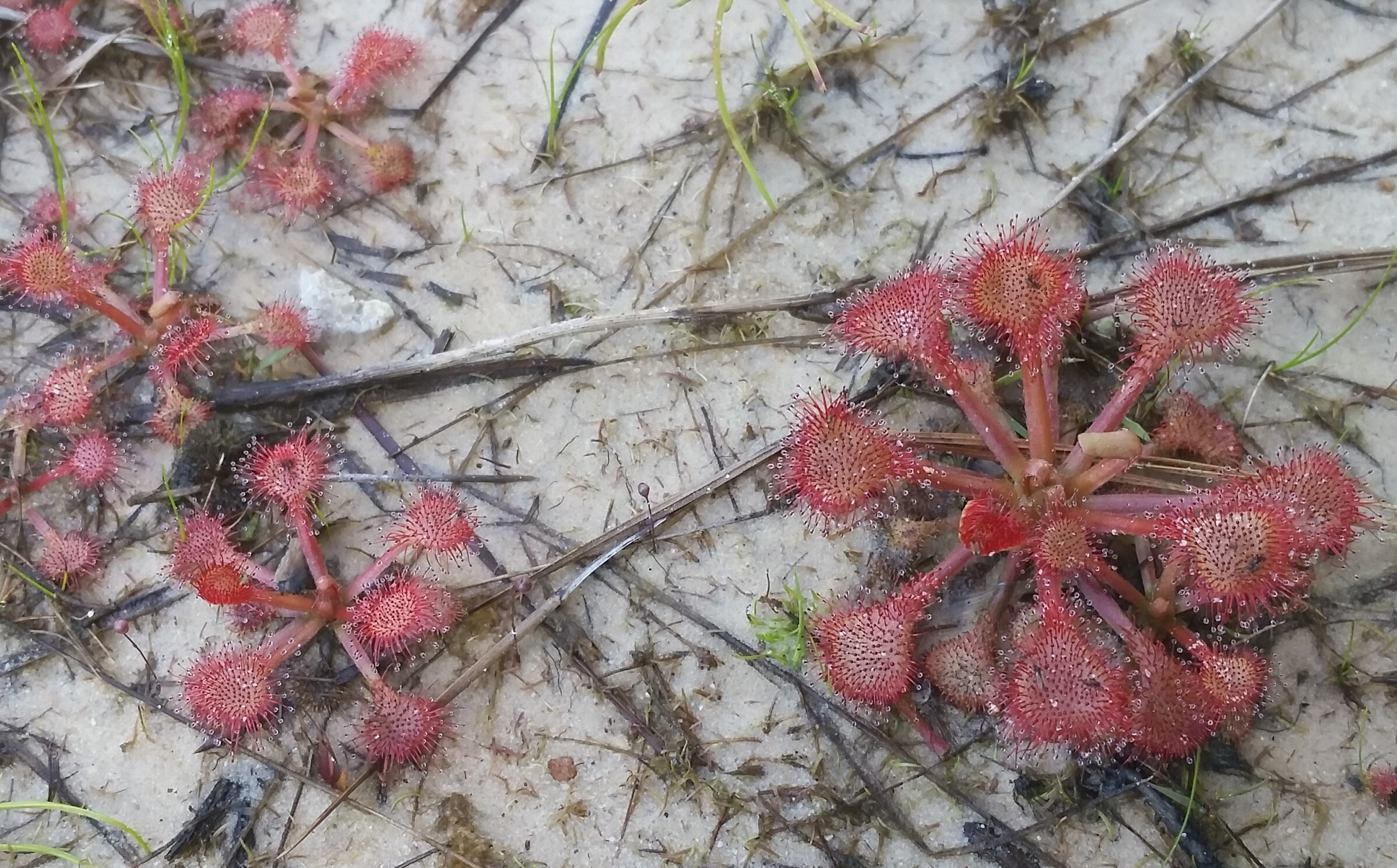 close up of pink sundew plants