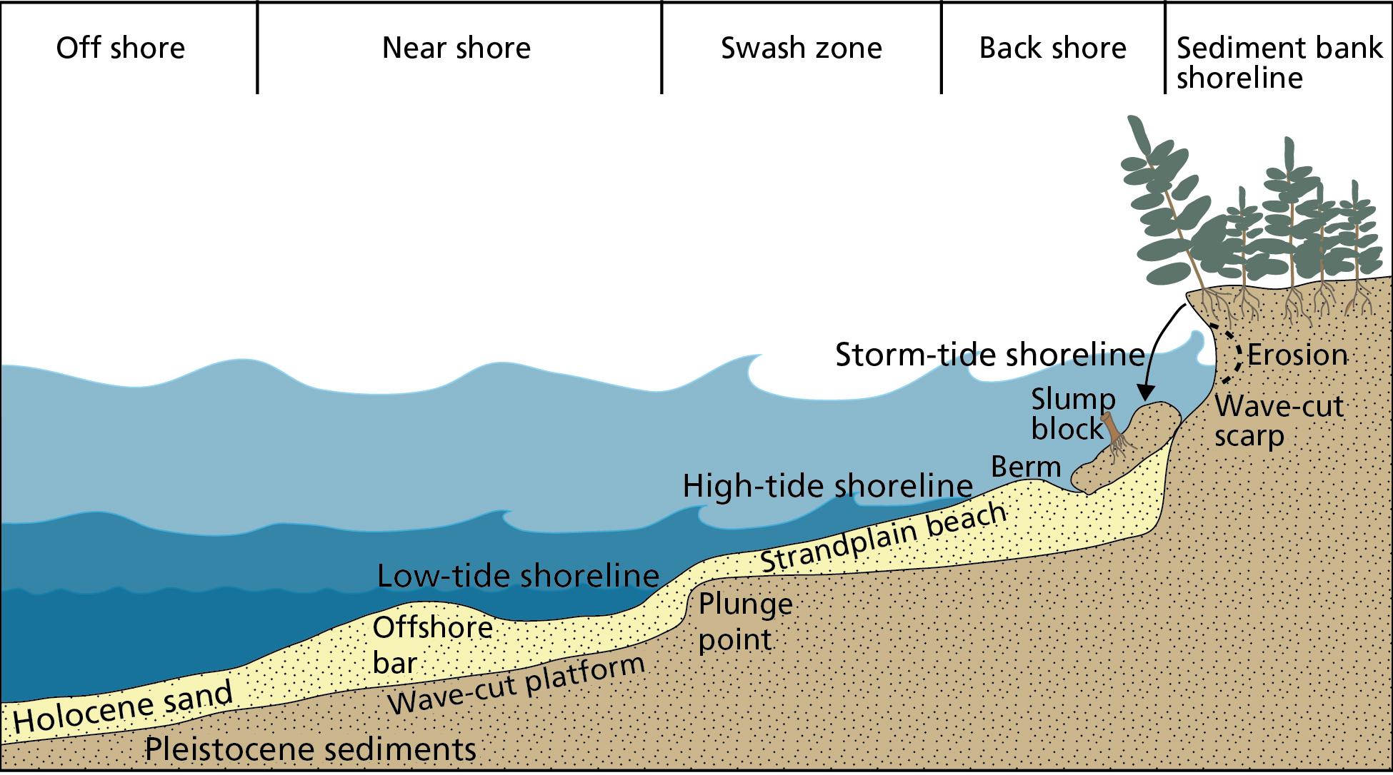 Schematic cross section of a strandplain beach. Cross section shows features and processes off shore, near shore, in the swash zone, back shore, and sediment bank shoreline areas.