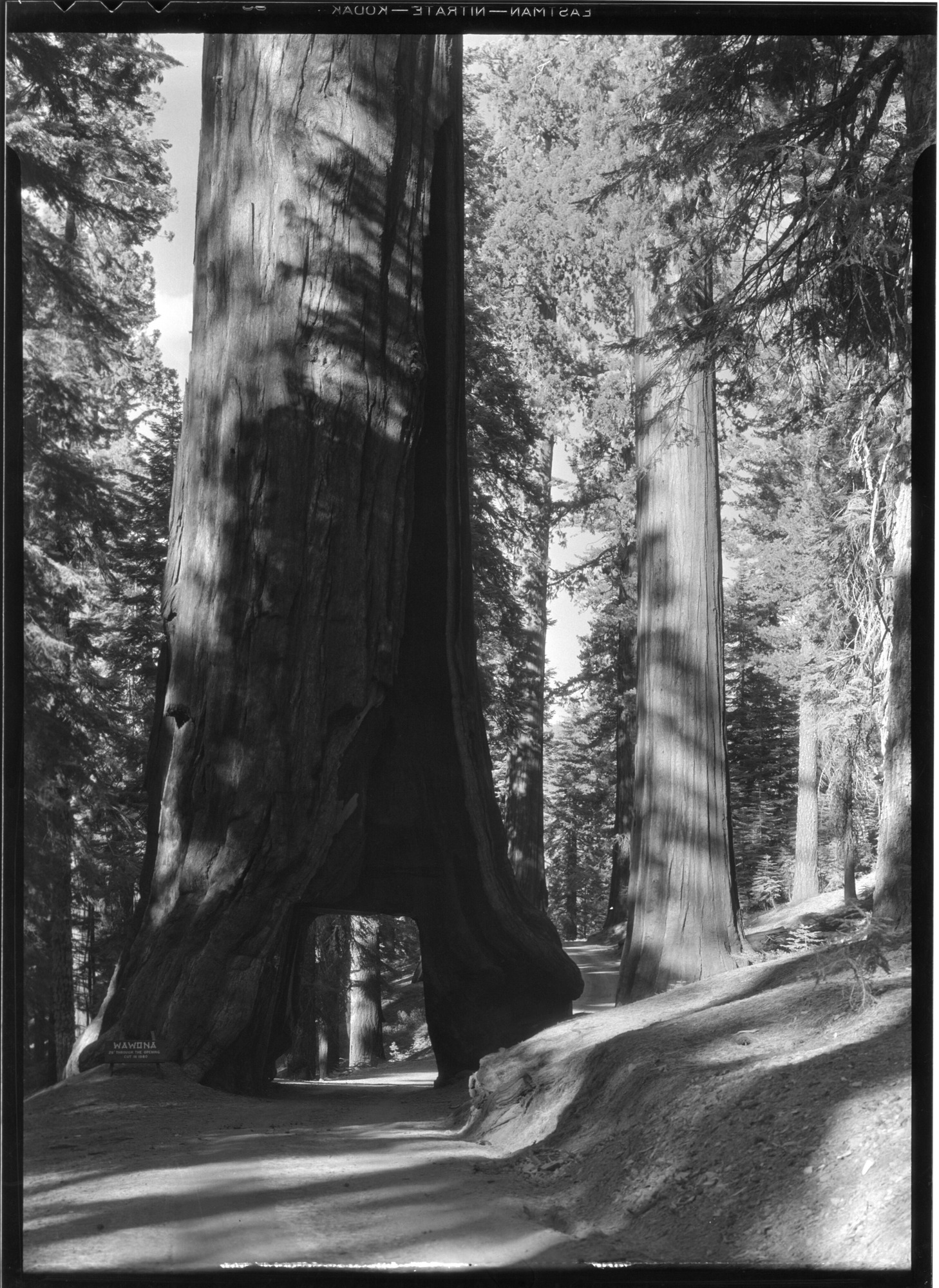 Tunnel Tree from West