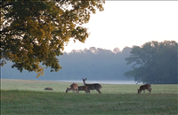 White-tailed deer (Odocoileus virginianus), Chickamauga & Chattanooga National Military Park, 2014.. 