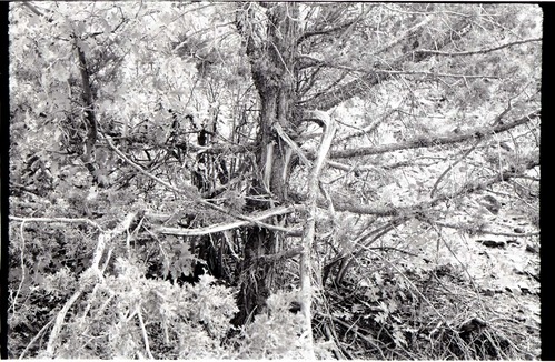 BW photo of the 1937 grazing study 35MM.