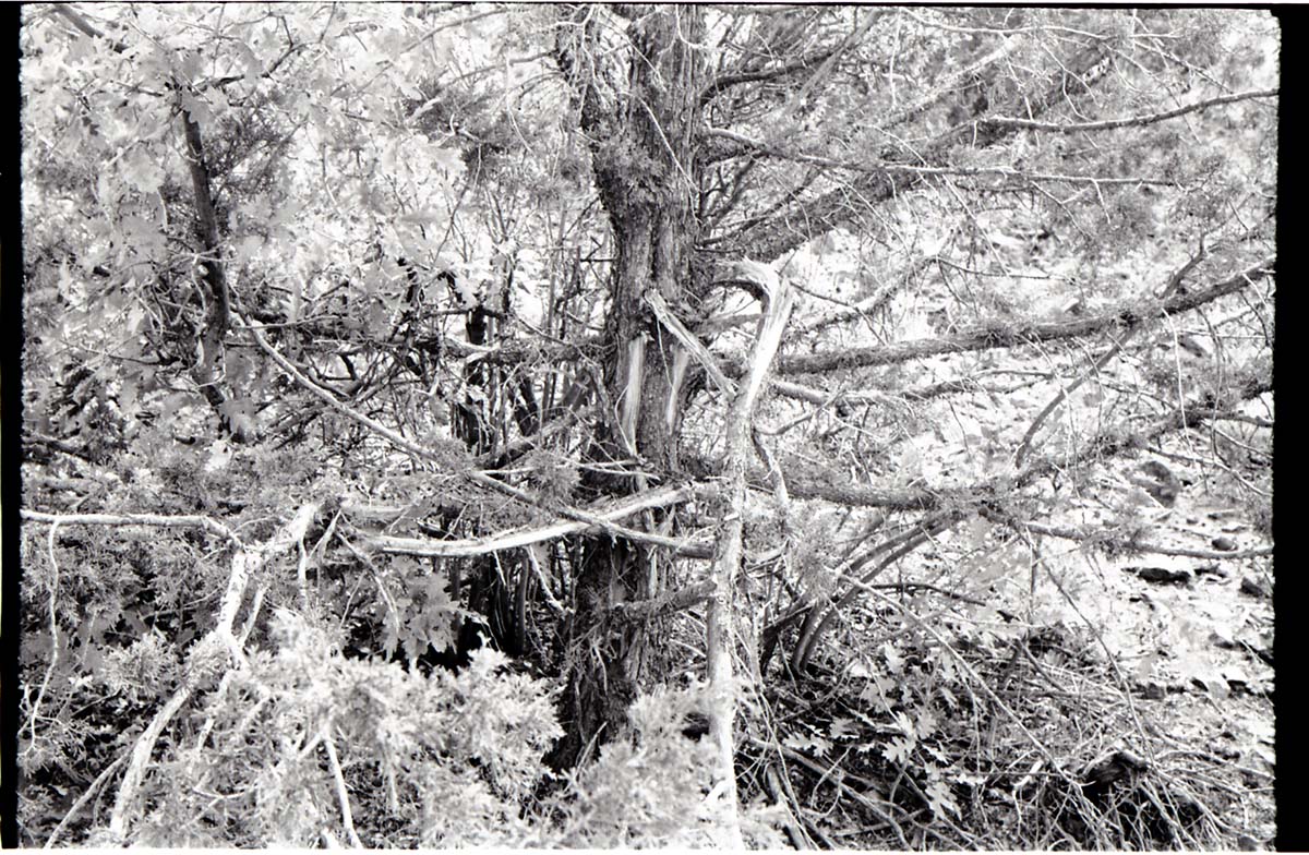 BW photo of the 1937 grazing study 35MM.