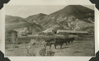 This is an historic black and white photograph from the Scotty's Castle Historic Photograph Collection, Death Valley National Park of mules and horses graze in pasture near Scotty's Castle Stables. Circa 1930.