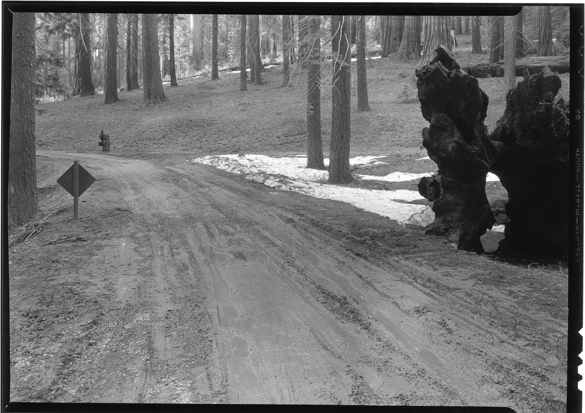 Road near Museum in Big Trees