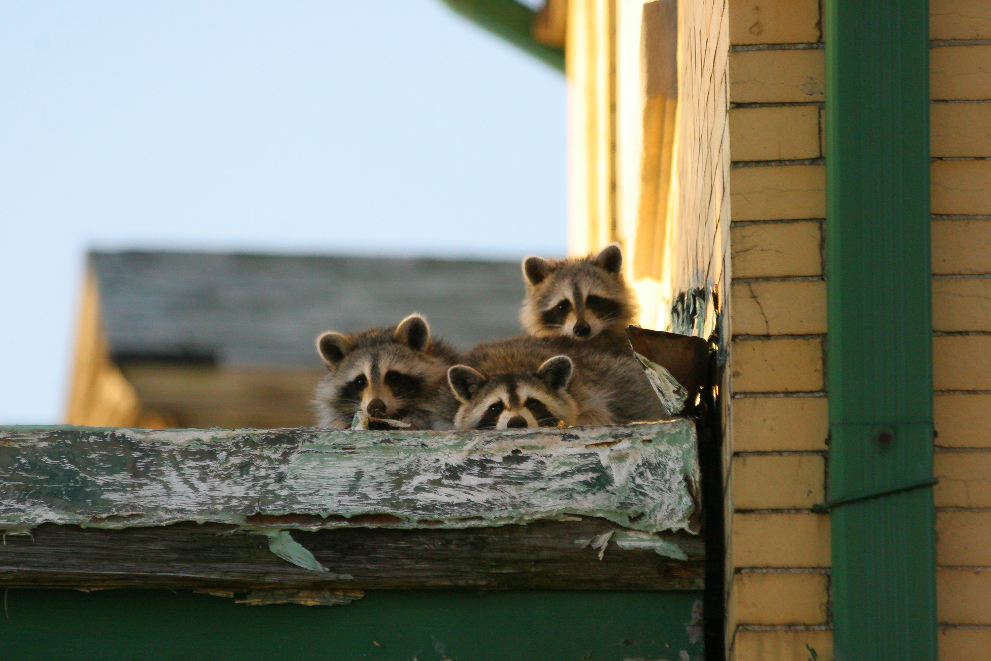 Three raccoons on an old porch against a yellow brick wall