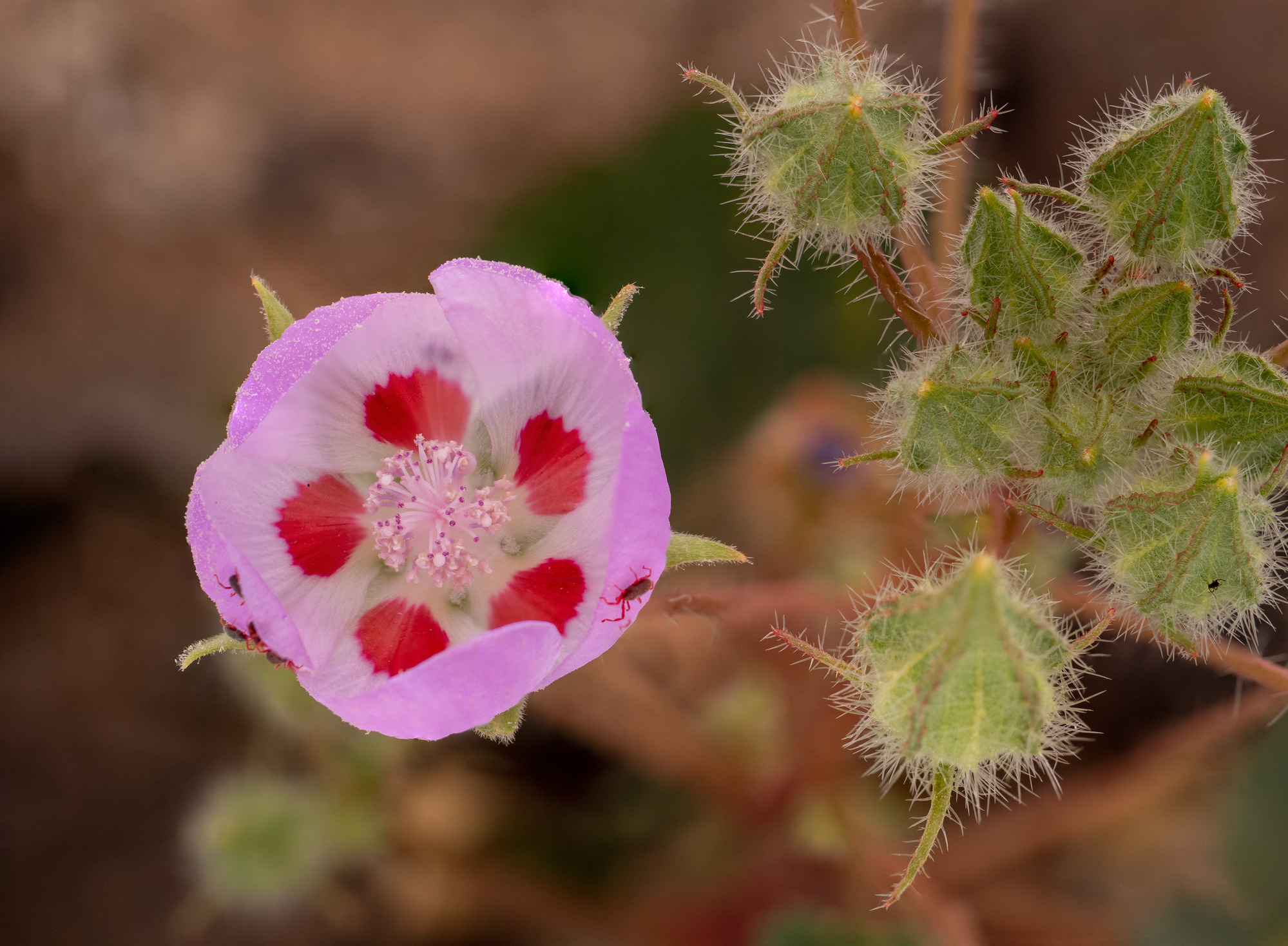 purple globe-like bloom from above, five red spots inside bloom