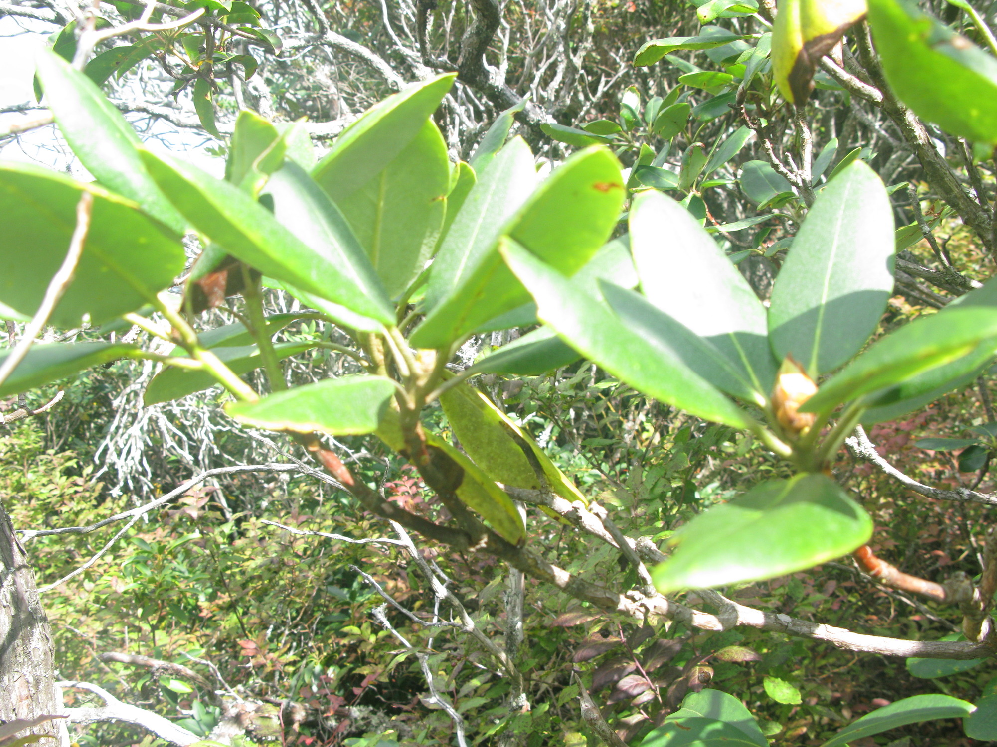 GRSM Accuracy Assessment. Plot Code: GRSM_AA_0632_2