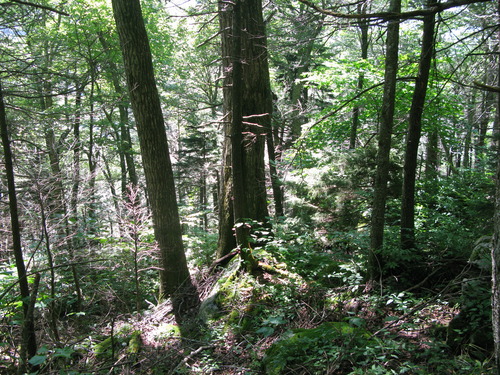 GRSM Accuracy Assessment. Plot Code: GRSM_AA_0417_6