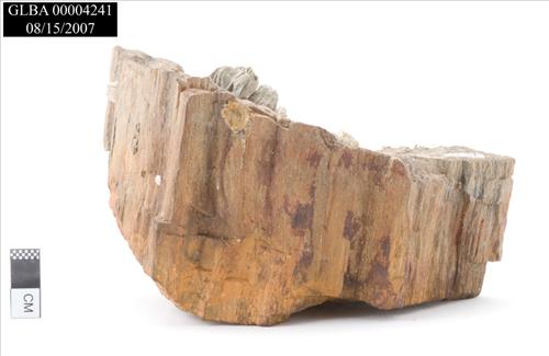 Fossilized Wood