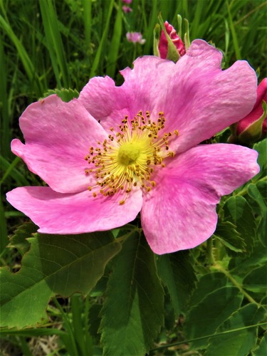Close up of a prairie rose