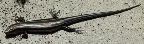 Five-lined Skink