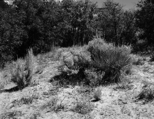Shrubs in foreground of oak forest: sage brush; rabbit brush; yucca. Exhibit 21-P-6b.