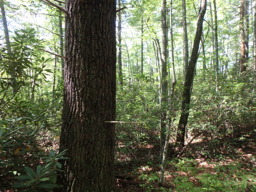 GRSM Accuracy Assessment. Plot Code: GRSM_AA_0091_5