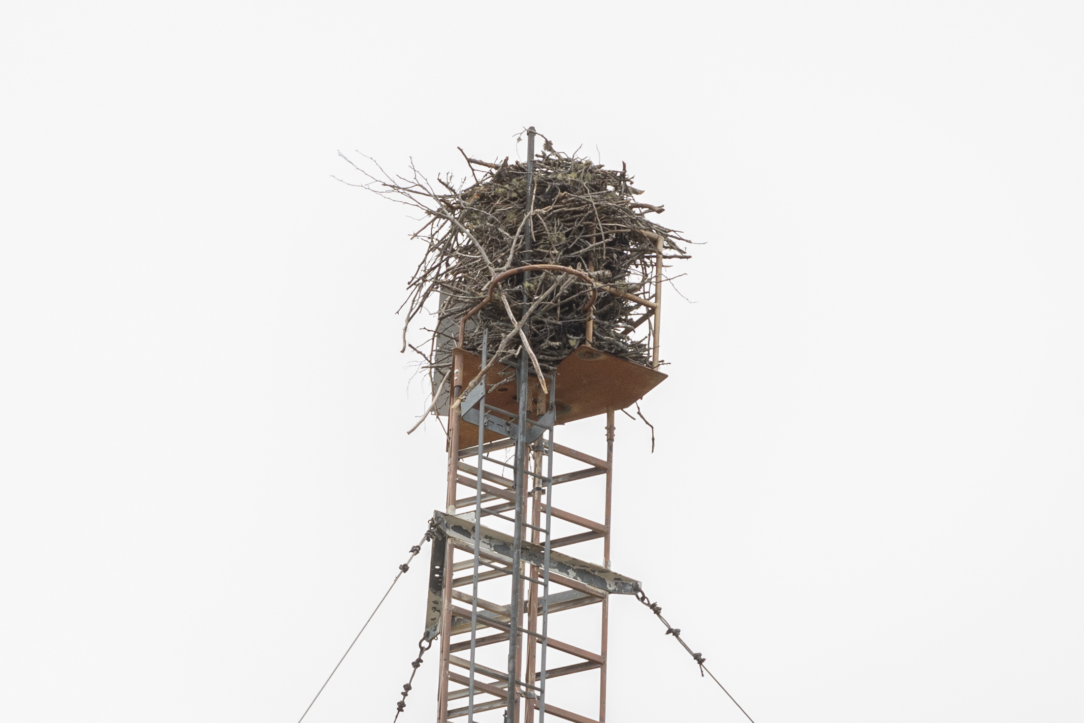 Osprey Nest