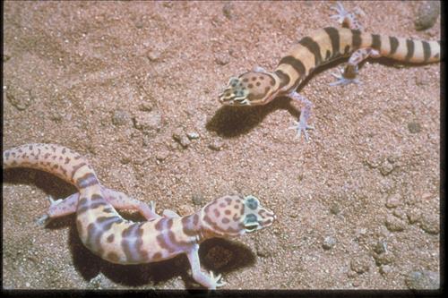 Fauna and Other Views at Organ Pipe National Monument, Arizona