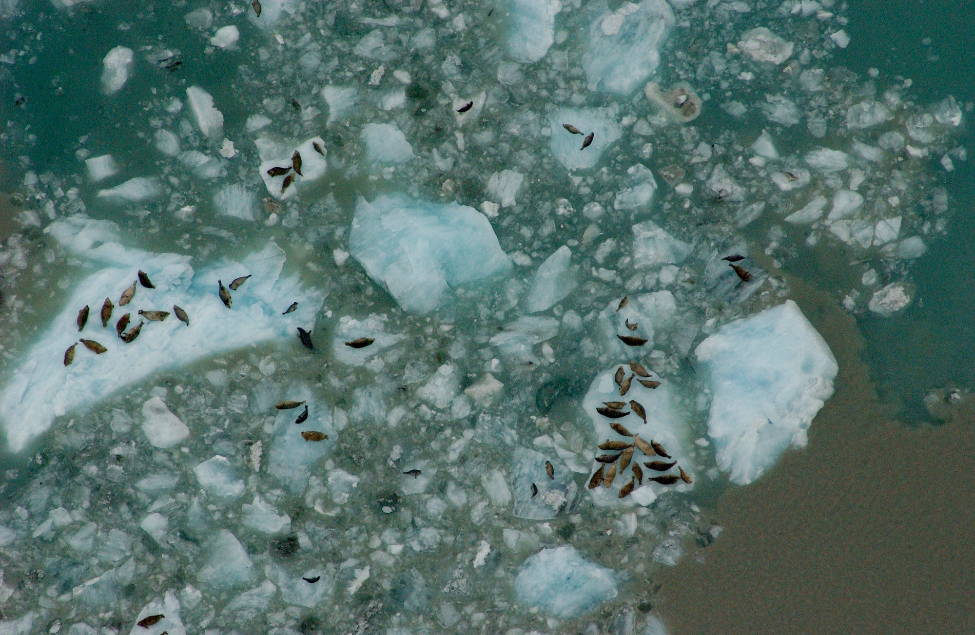 Aerial view of harbor seals on top of ice bergs