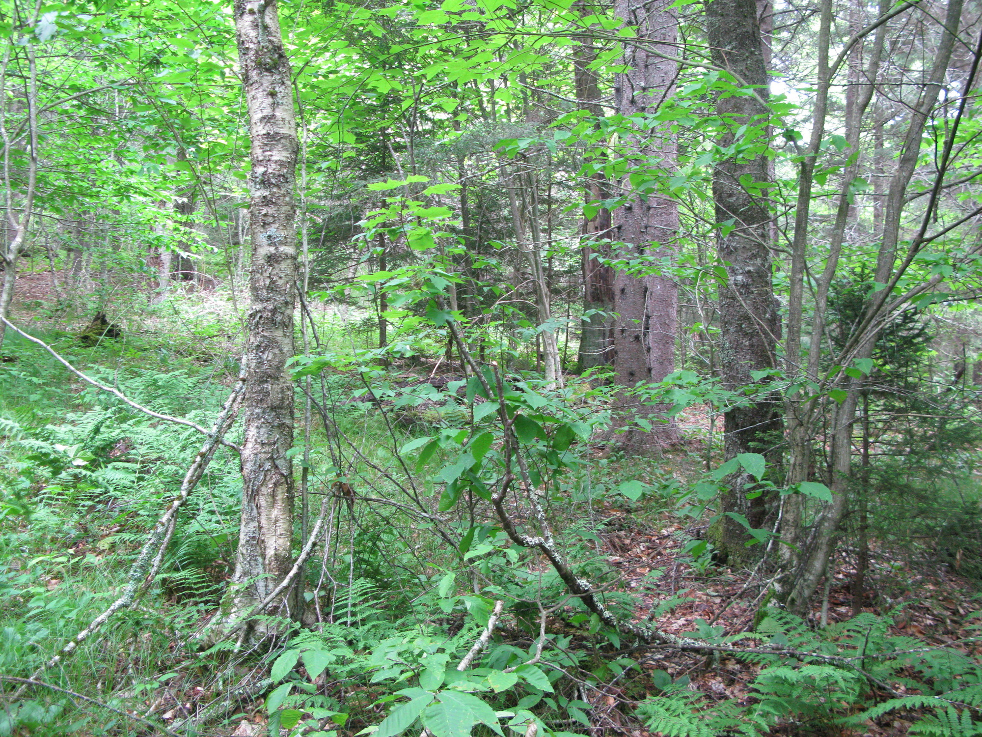 GRSM Accuracy Assessment. Plot Code: GRSM_AA_0153_2