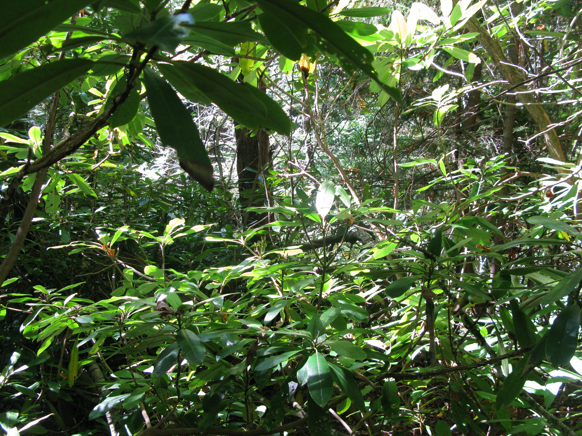 GRSM Accuracy Assessment. Plot Code: GRSM_AA_0220_5