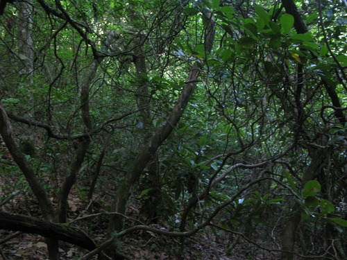 GRSM Accuracy Assessment. Plot Code: GRSM_AA_0976_6