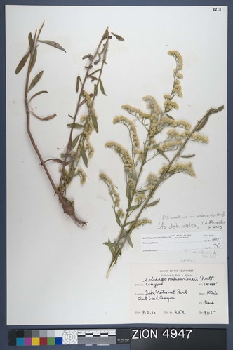 Herbarium Specimen Sheet 4947