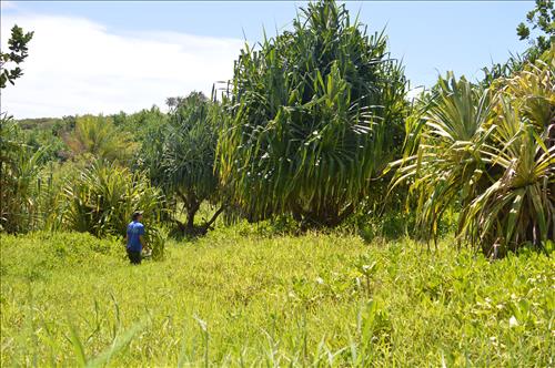 Vegetation management efforts have restored native lauhala forest at Puhilele Point, Kipahulu District, Haleakala National Park.