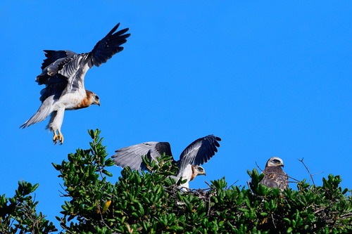 Three white-tailed kite young just starting to fledge. One is testing it's wings, briefly hovering above the others.