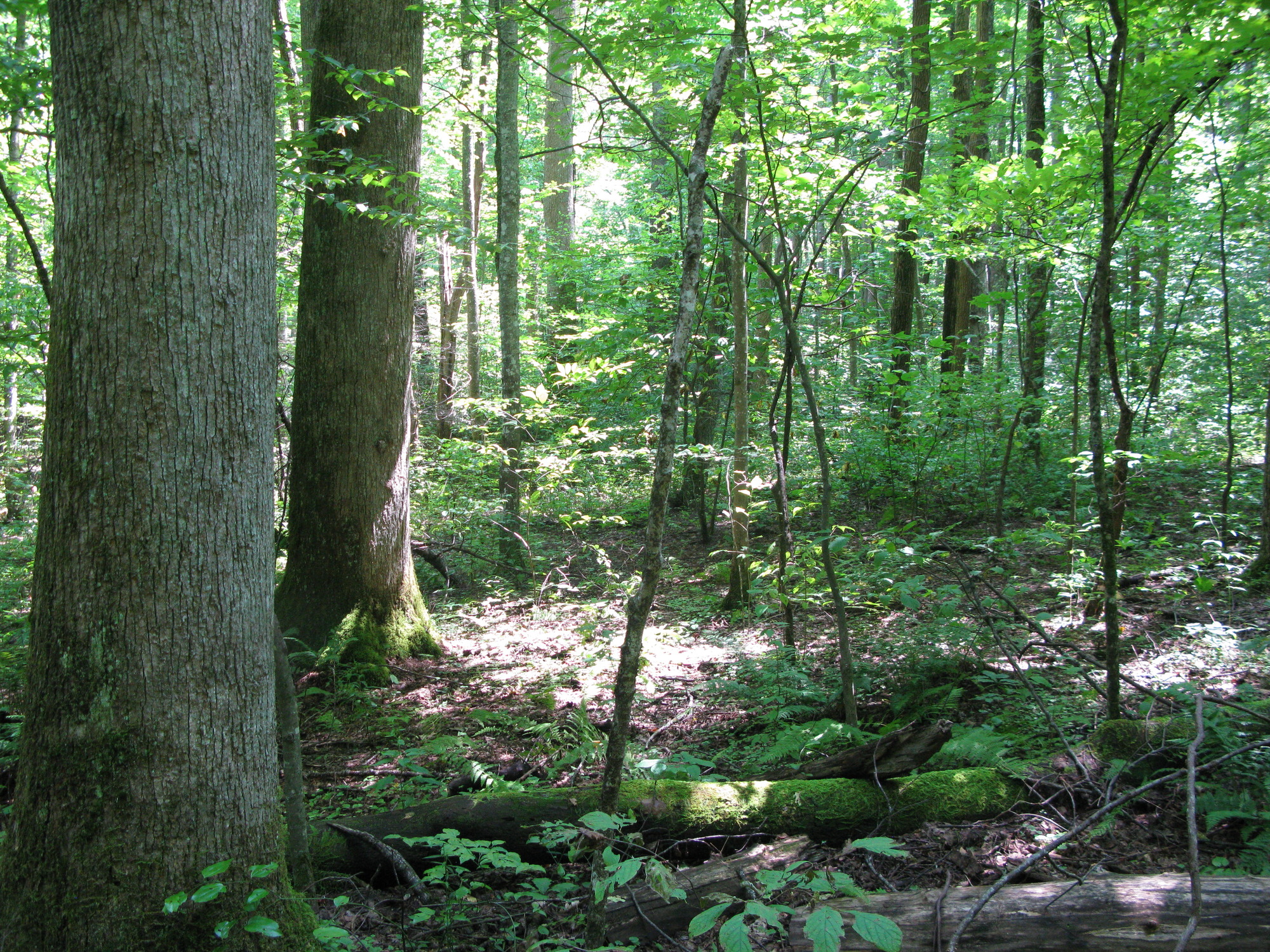 Plot Code: GRSM_AA_0573_3