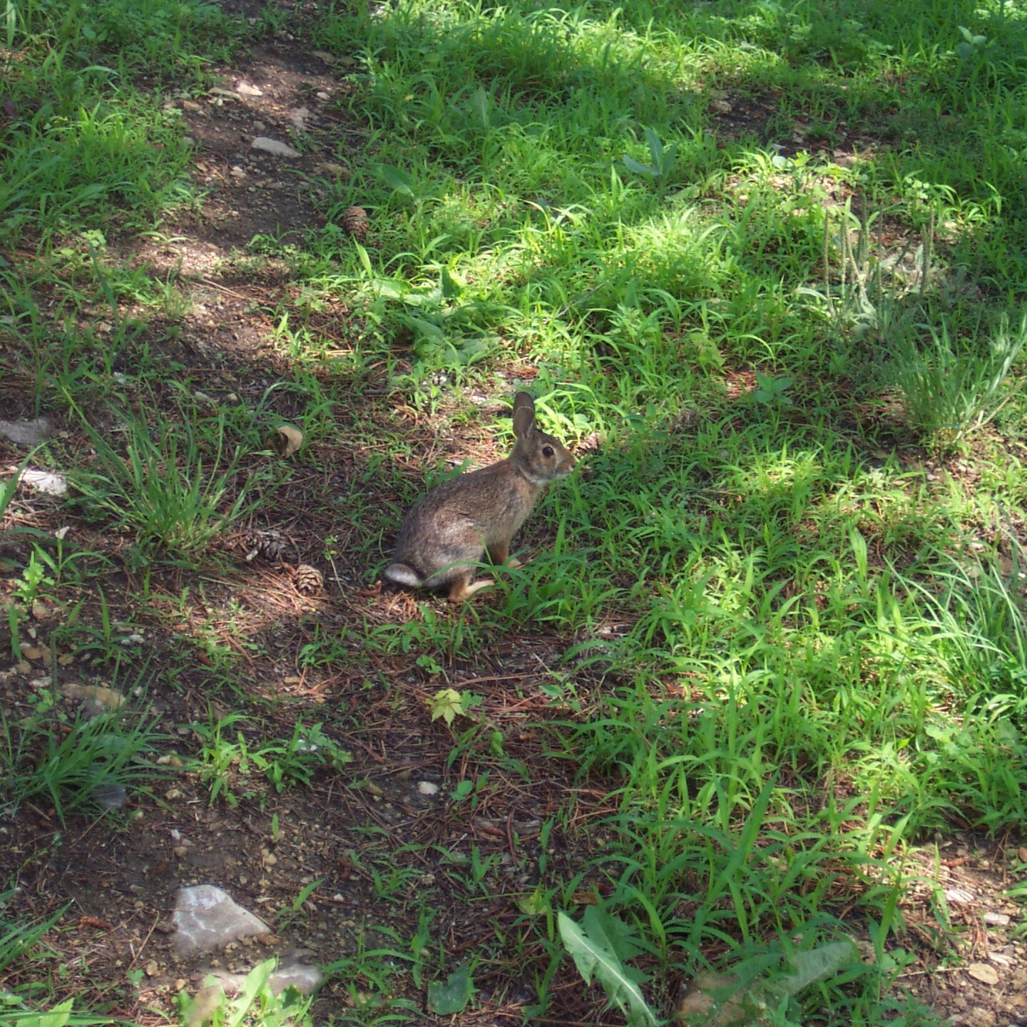 A rabbit sits alert in the shady grass with ears pointed up.