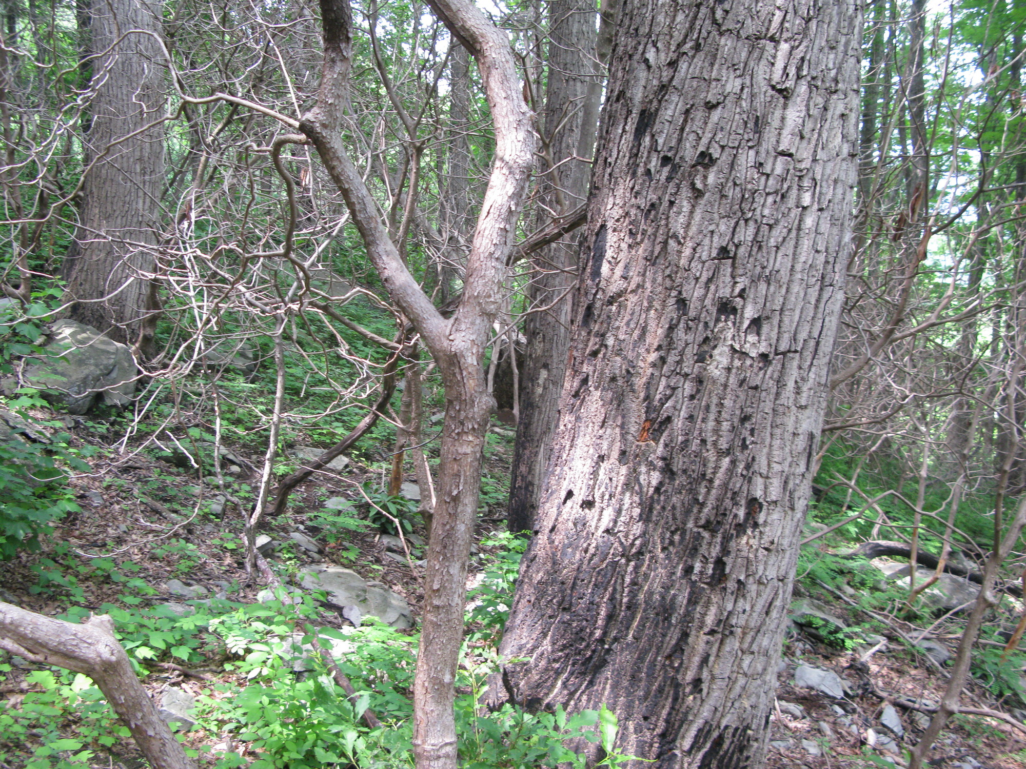 GRSM Accuracy Assessment. Plot Code: GRSM_AA_0399