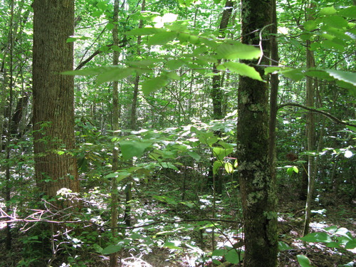 GRSM Accuracy Assessment. Plot Code: GRSM_AA_0949_5