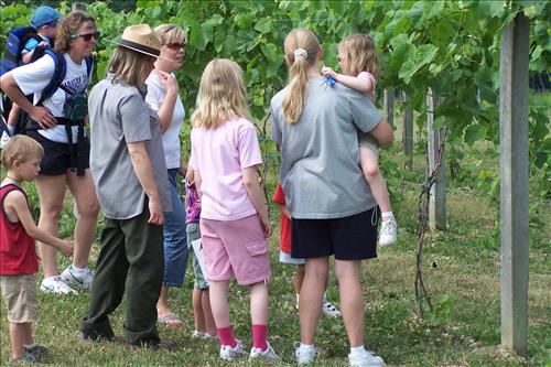 Junior Ranger, Butterfly's Breakfast, In Vineyard