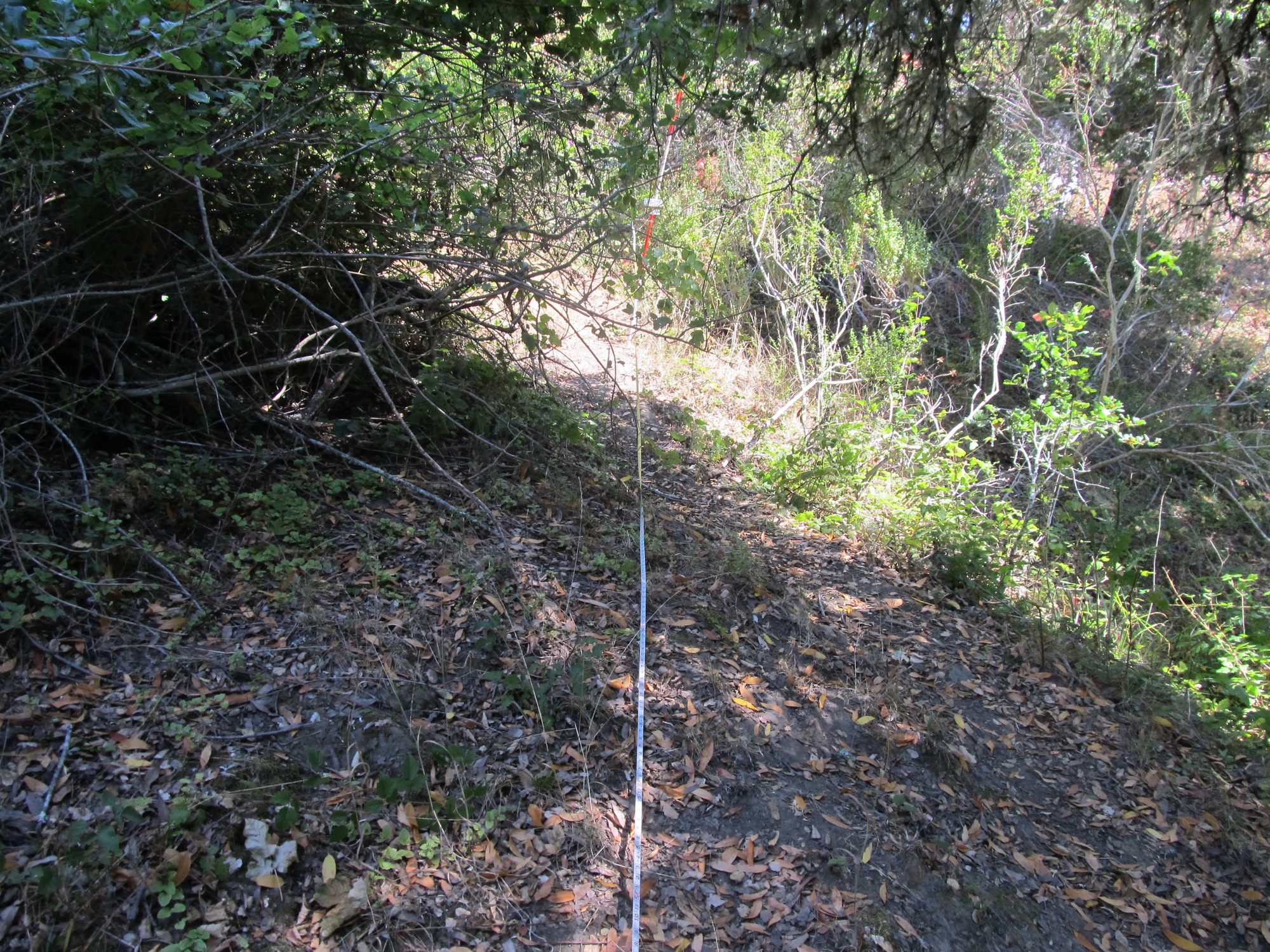Eye-level view from the center point of a plant community monitoring plot