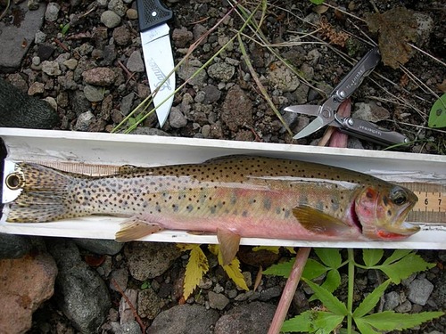 Westslope Cutthroat Trout