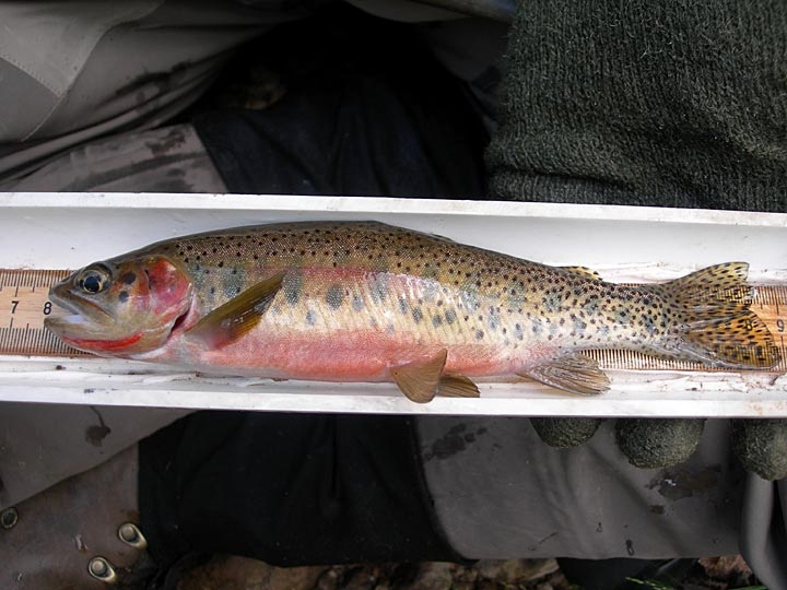 Westslope Cutthroat Trout