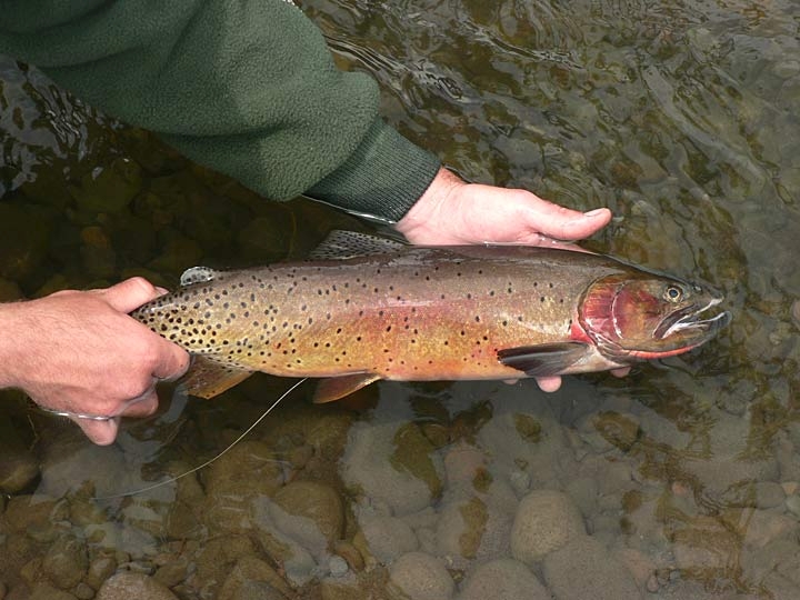 Yellowstone Cutthroat Trout