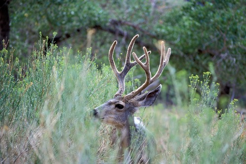 Mule Deer
