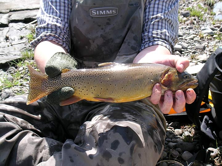 Yellowstone Cutthroat Trout