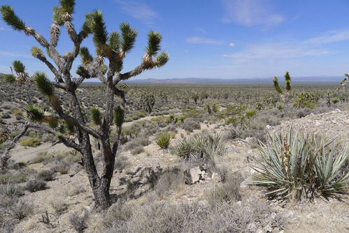 Mescal Historic Mining District at Mojave National Preserve