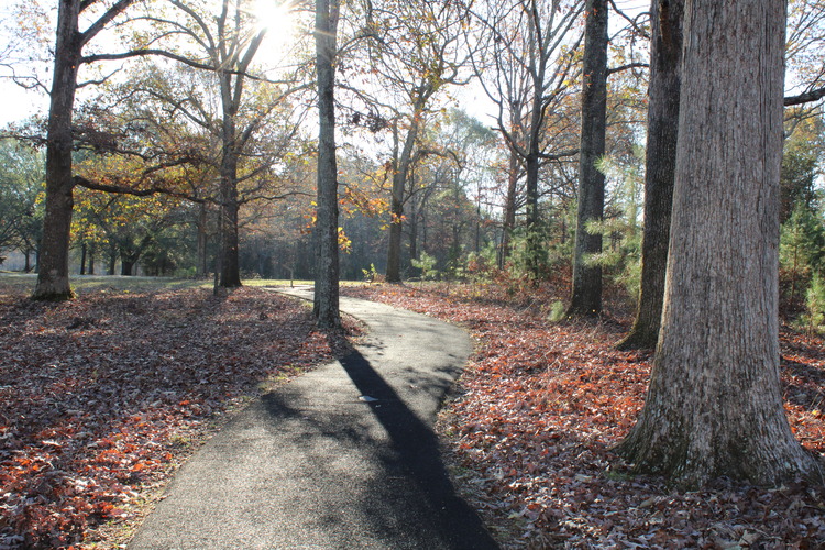 Autumn leaves cover the ground while a black rubber-coated path snakes through them, trees scattered on either side while the morning sun breaks through the them.