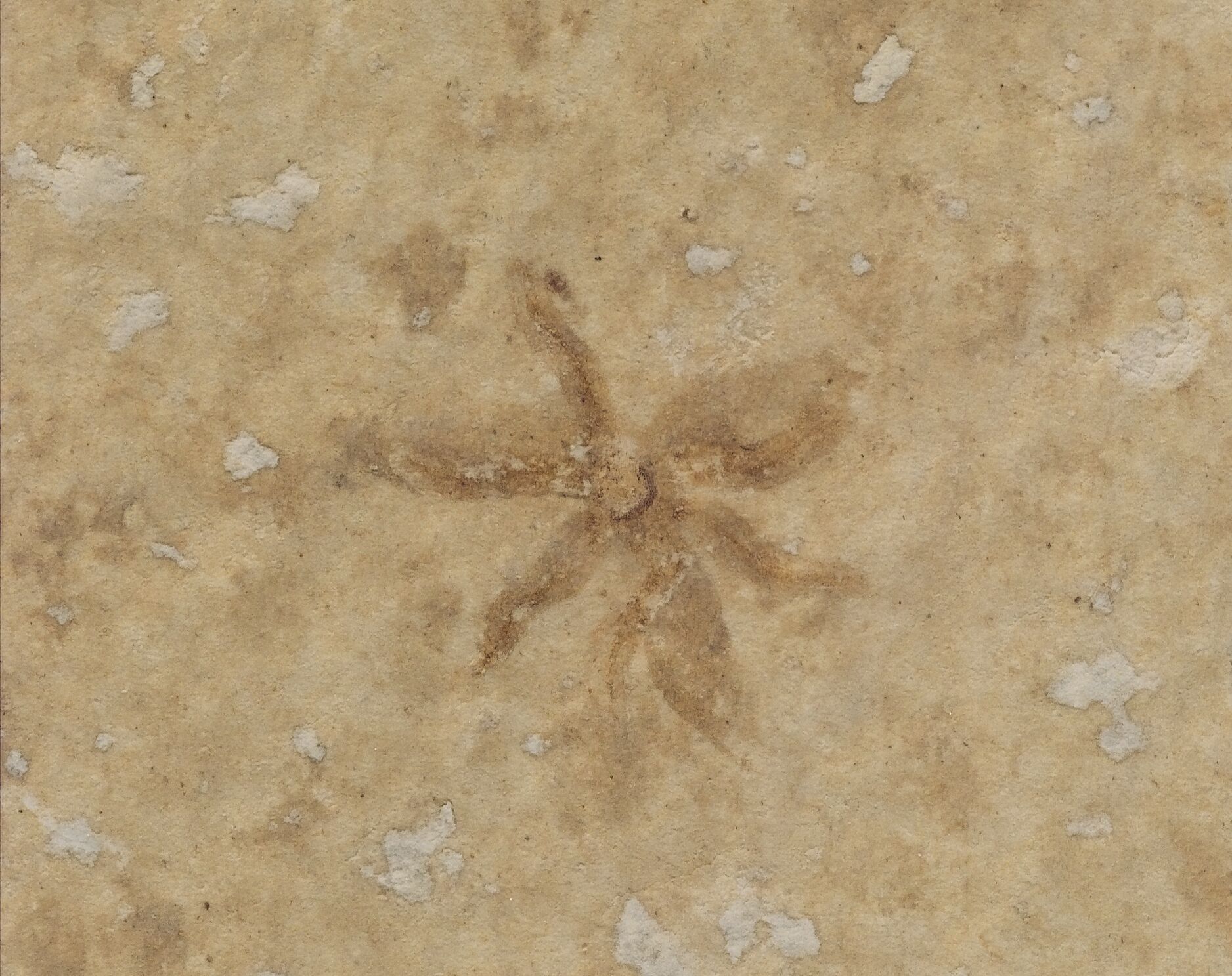A 6-petaled fossil flower where the petals are slightly wavy. The rock is mottled brown and the flower is just barely darker than the darkest part of the rocks.