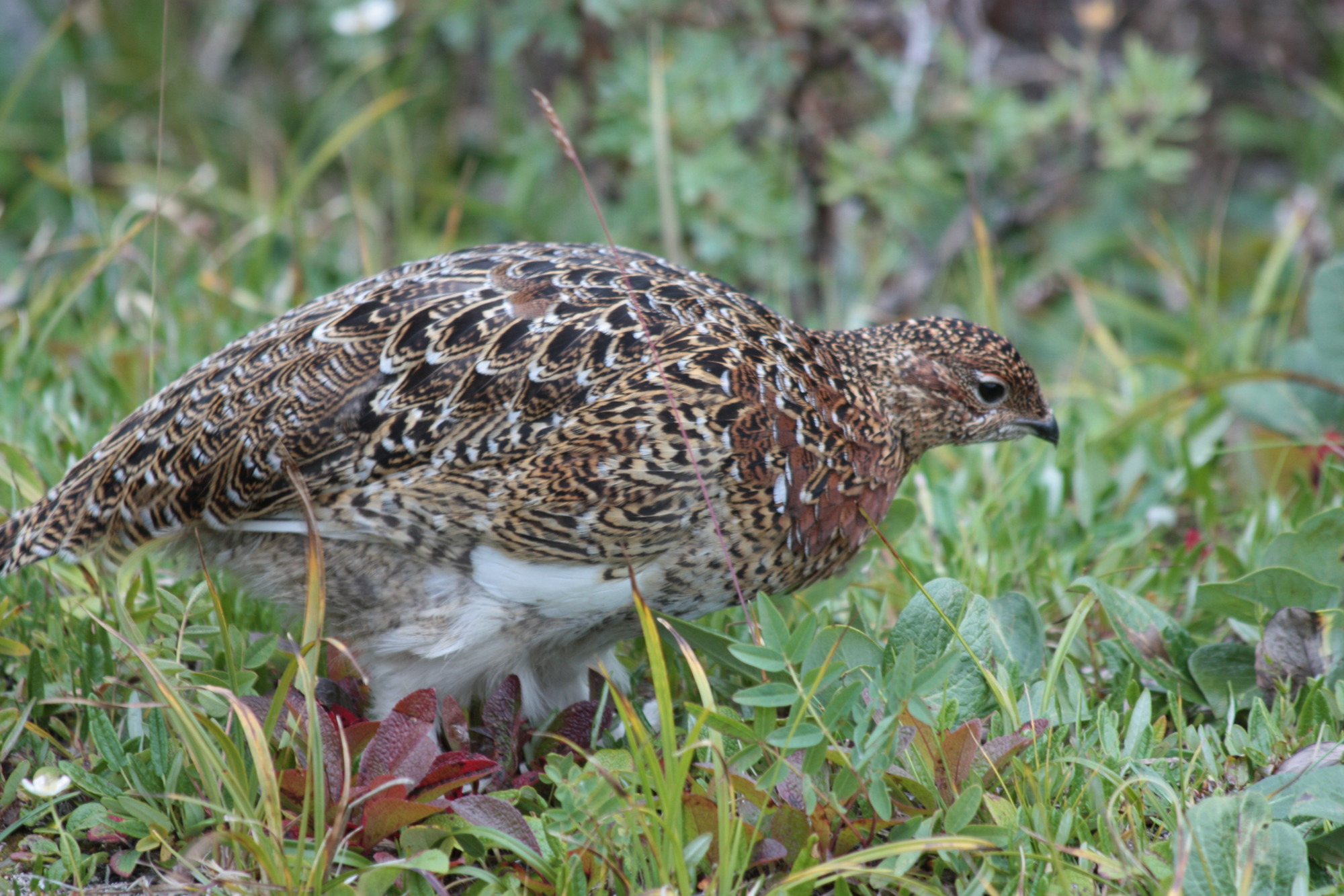 A ptarmigan with feathers fluffed out 