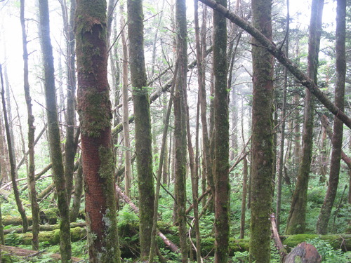 GRSM Accuracy Assessment. Plot Code: GRSM_AA_0475_6