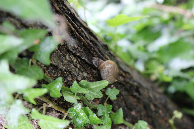 Snail in Dyke Marsh Wildlife Preserve