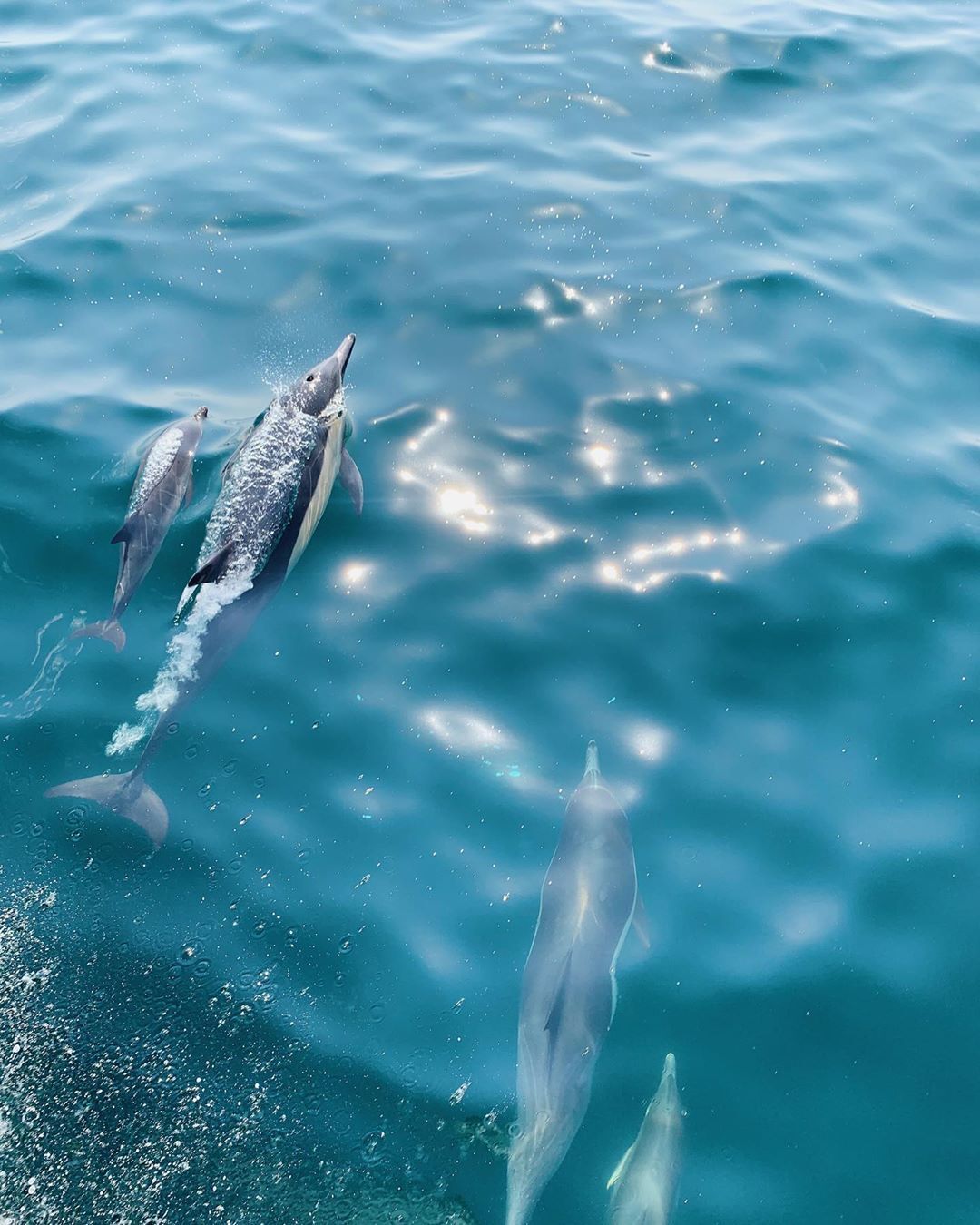 A young gray dolphin swims just below the surface next to an adult dolphin whose nose emerges above the water. The adult dolphin has a trail of white, foamy bubbles behind it's fin and the sun twinkles off the calm ripples of water next to both animals.