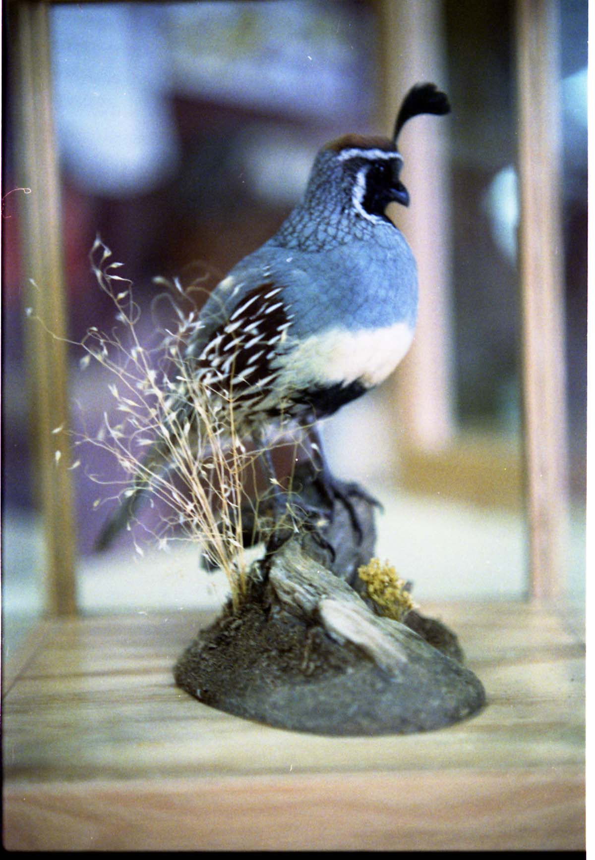 Color Photos of stuffed animals in the old visitor center exhibits.