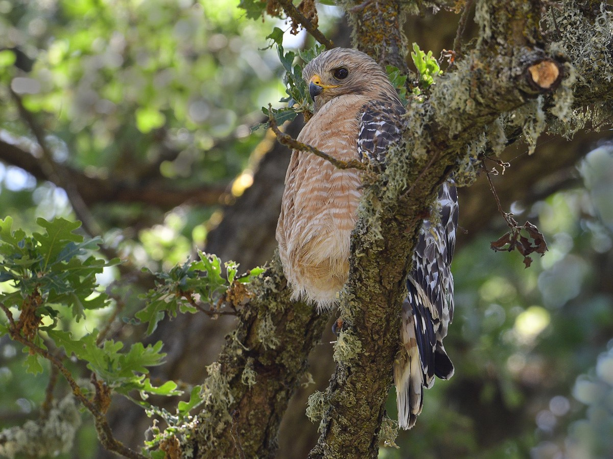 Hawk perched on a shaded, lichen-covered tree branch.