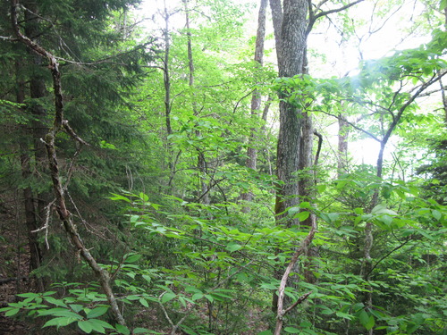 GRSM Accuracy Assessment. Plot Code: GRSM_AA_0816_5